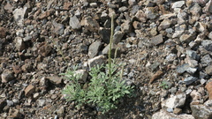 Reseda aucheri