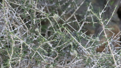Plocama aucheri