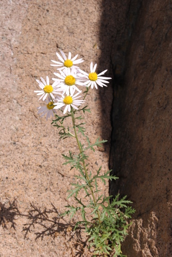 Zawadzki's chrysanthemum