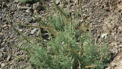 Reseda aucheri