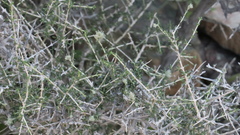 Plocama aucheri