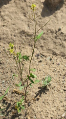 Sisymbrium erysimoides