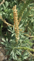 Reseda aucheri