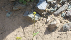 Sisymbrium erysimoides