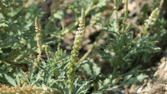 Reseda aucheri