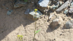 Sisymbrium erysimoides