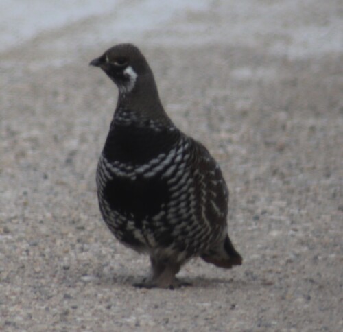 Spruce Grouse (Canachites canadensis), photo 8