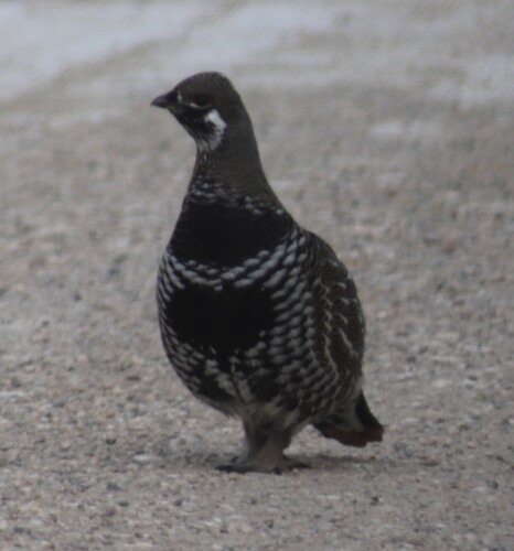 Spruce Grouse (Canachites canadensis), photo 9