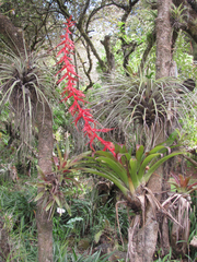 Tillandsia guatemalensis