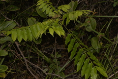 Dysoxylum mollissimum