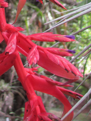 Tillandsia guatemalensis