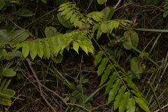 Dysoxylum mollissimum