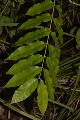 Dysoxylum mollissimum