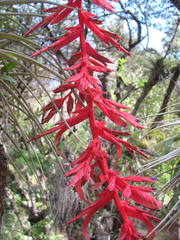 Tillandsia guatemalensis