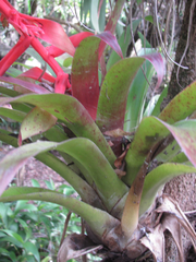 Tillandsia guatemalensis