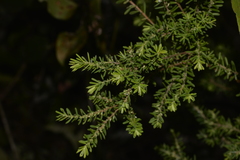 Styphelia margarodes