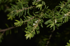 Styphelia margarodes
