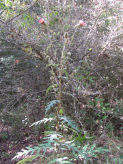 Cirsium subcoriaceum