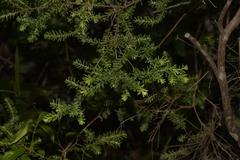 Styphelia margarodes