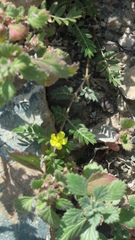 Tribulus pentandrus