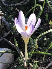 Crocus versicolor