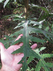 Cirsium subcoriaceum