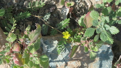 Tribulus pentandrus