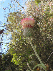 Cirsium subcoriaceum