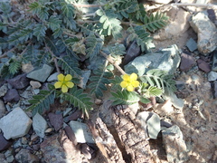 Tribulus pentandrus