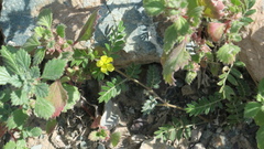 Tribulus pentandrus