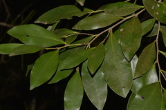 Diospyros pentamera