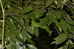 Diospyros pentamera