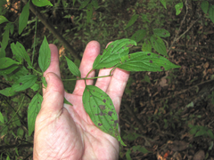 Cornus excelsa