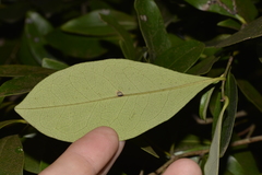Diospyros pentamera
