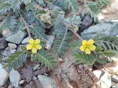 Tribulus pentandrus