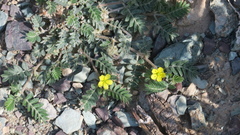 Tribulus pentandrus