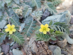 Tribulus pentandrus