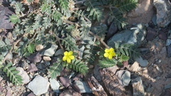 Tribulus pentandrus