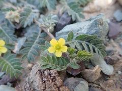 Tribulus pentandrus