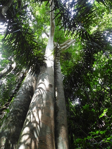Ficus insipida (Ficus insipida)