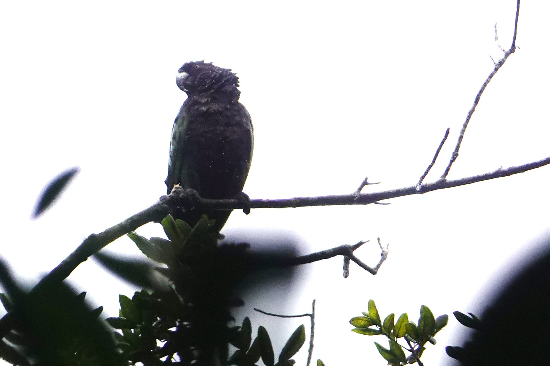 Imperial Amazon (Amazona imperialis), photo 2