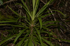Cordyline stricta