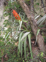 Tillandsia ponderosa