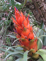 Tillandsia ponderosa