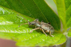 Phyllobius contemptus