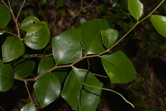 Scolopia braunii