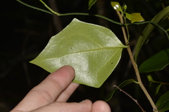 Scolopia braunii