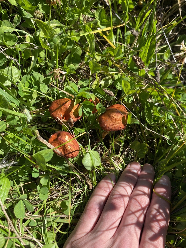 Leratiomyces ceres · March 2026 · photo: © jack12347 (iNaturalist, cc0)
