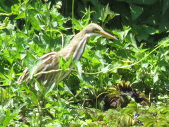 Ixobrychus involucris