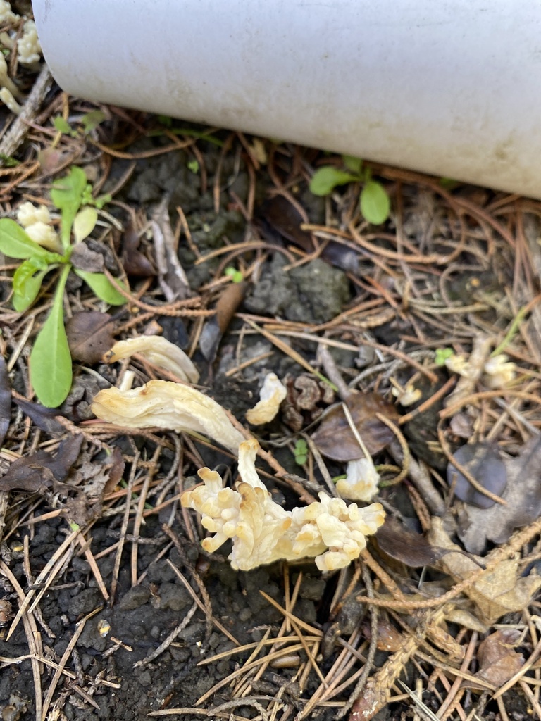 Clavulina rugosa · March 2026 · photo: © jack12347 (iNaturalist, cc0)